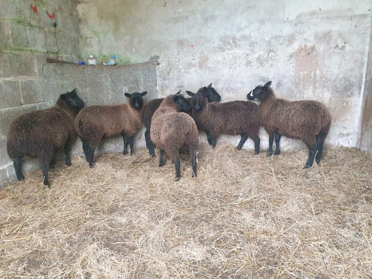 Ewe lambs - Image 2