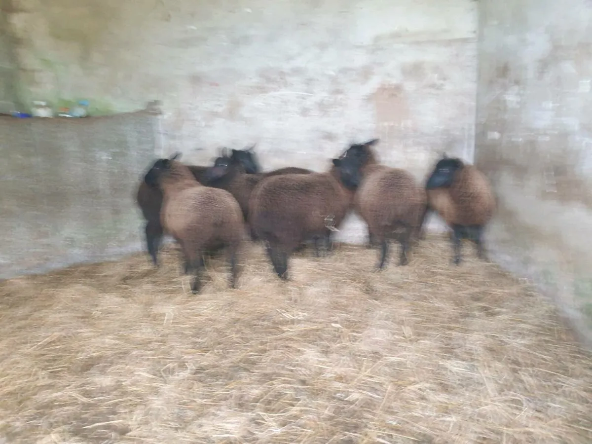 Ewe lambs - Image 3
