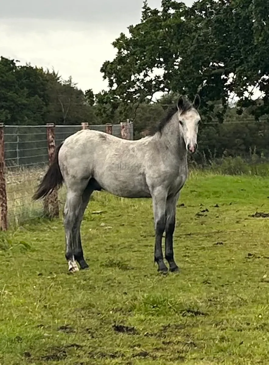 Colt foal by Hojbjerg’s Bright Star - Image 1