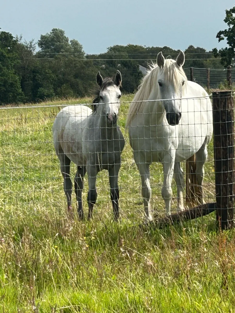 Colt foal by Hojbjerg’s Bright Star - Image 3