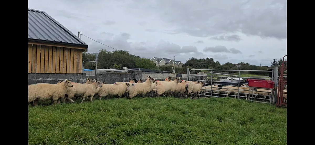 Ewe lambs - Image 2