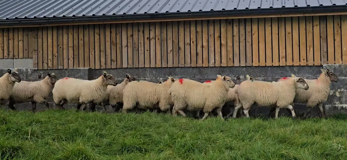 Ewe lambs - Image 1