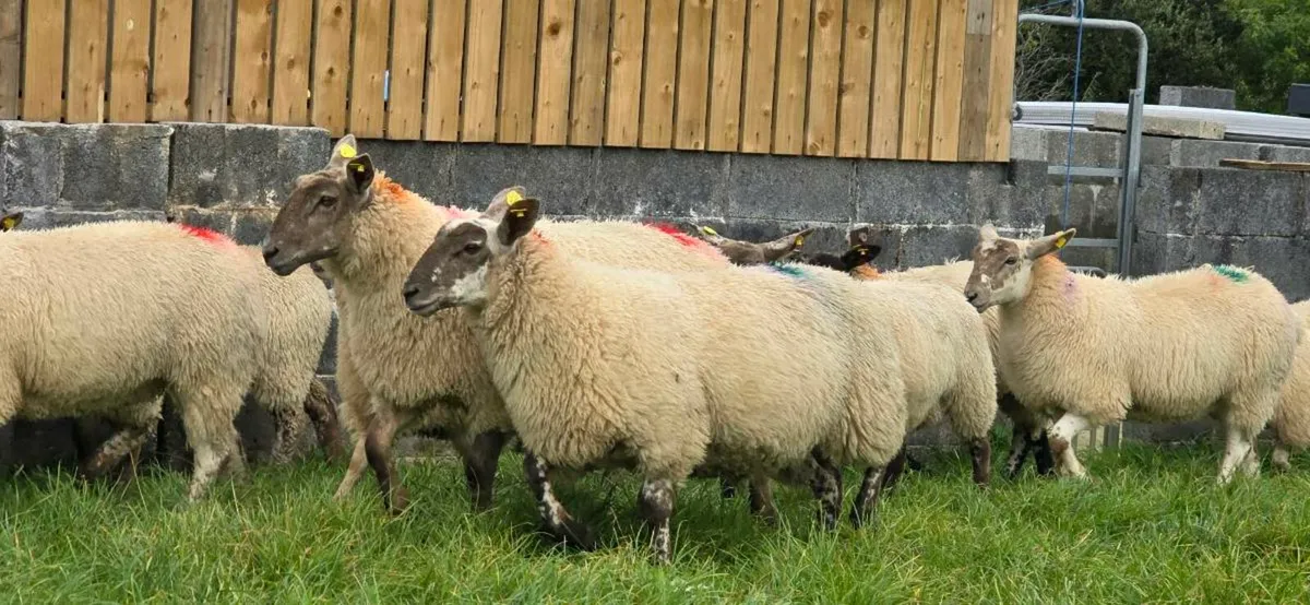 Ewe lambs - Image 3