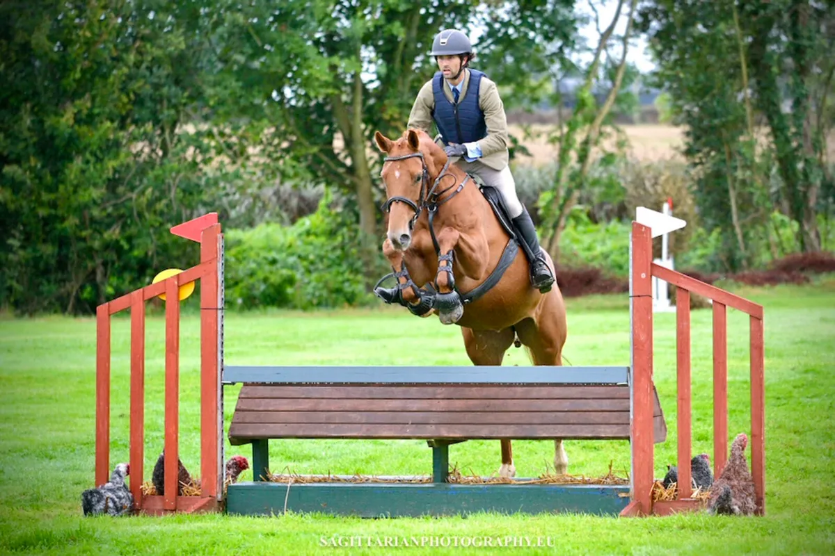 5 year old 16.1h ISH mare - Image 1