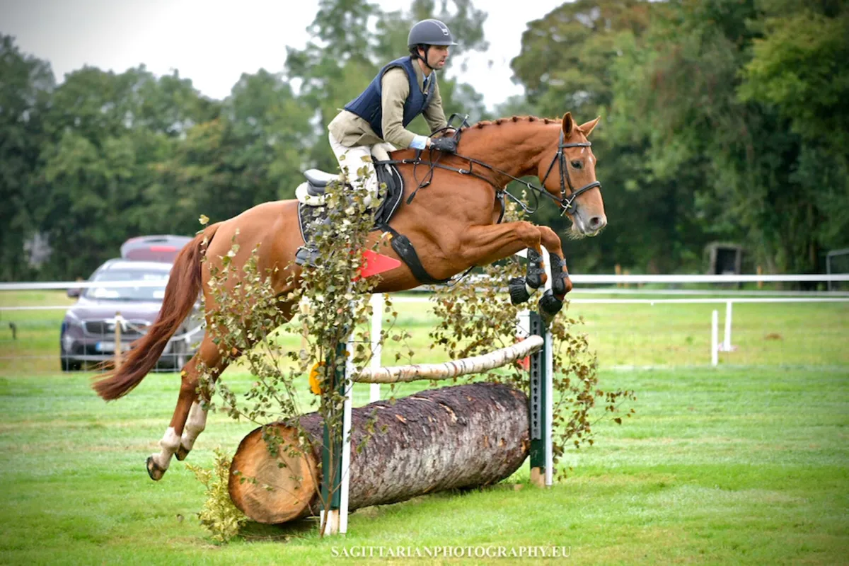 5 year old 16.1h ISH mare - Image 2