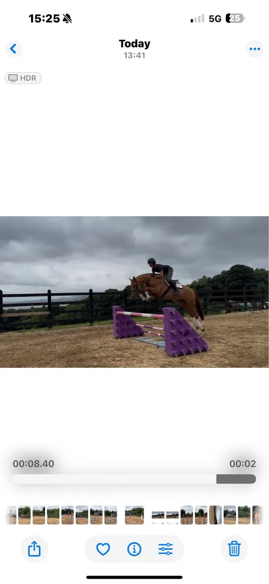 5 year old 16.1h ISH mare - Image 4