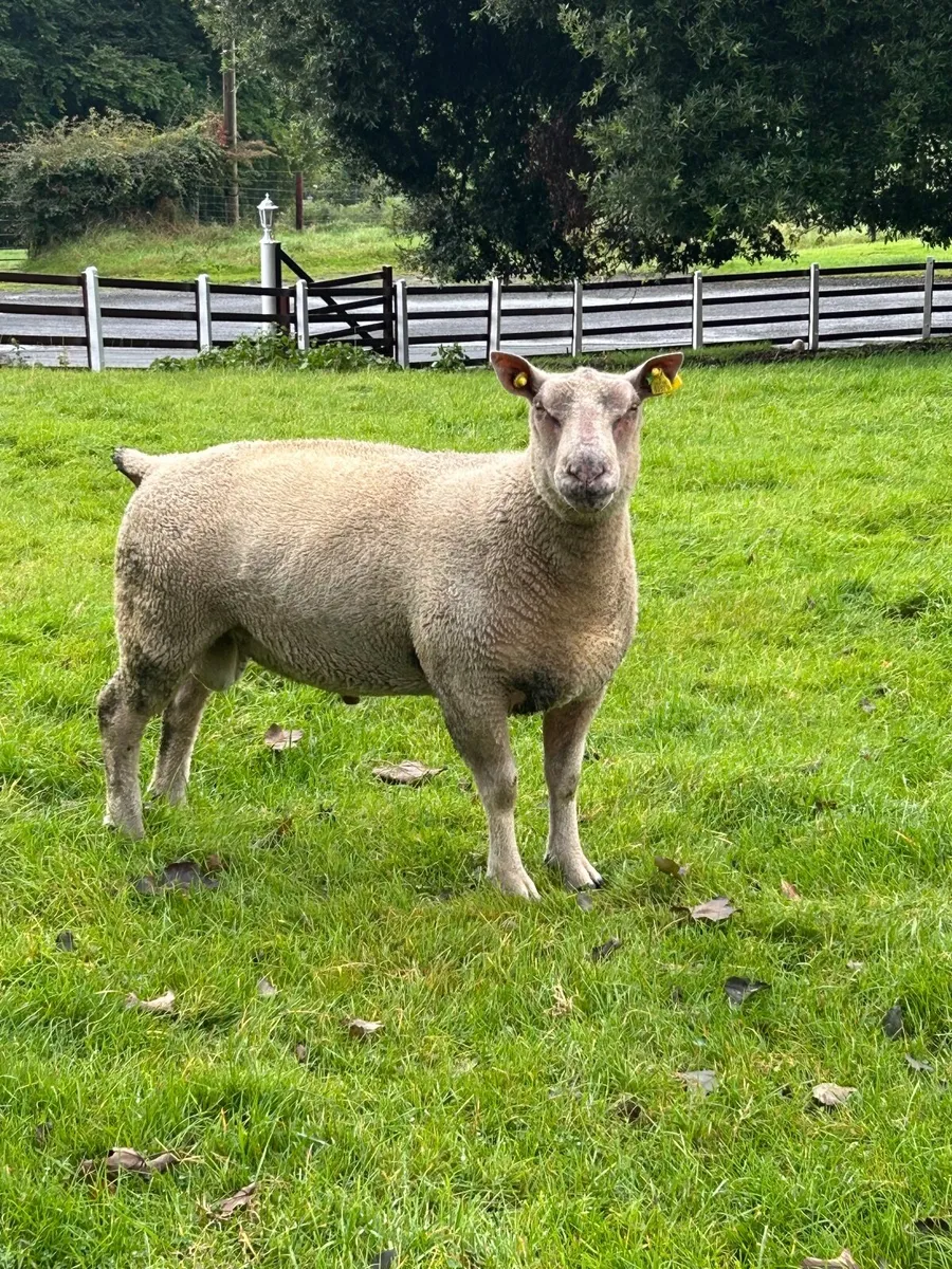 Hogget Ram - Image 1