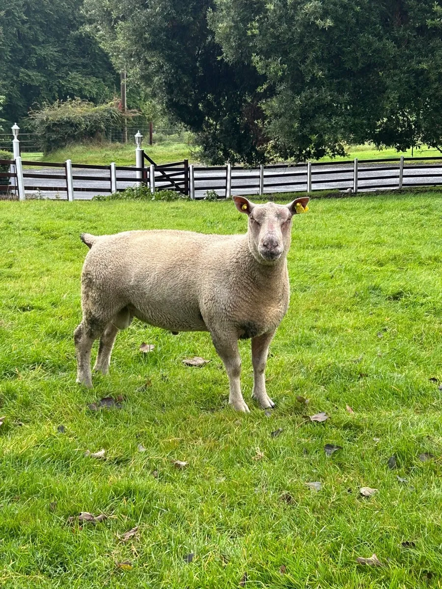 Hogget Ram - Image 2