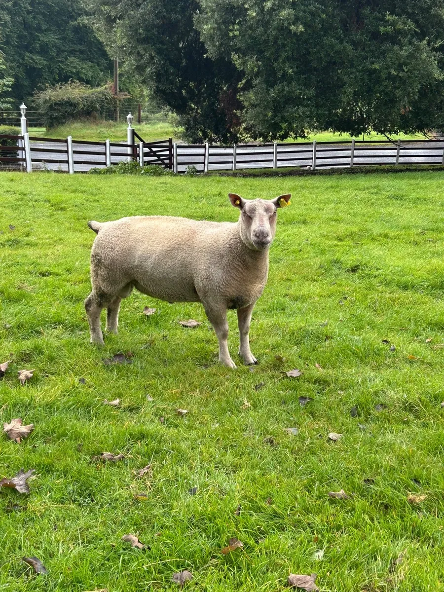 Hogget Ram - Image 4