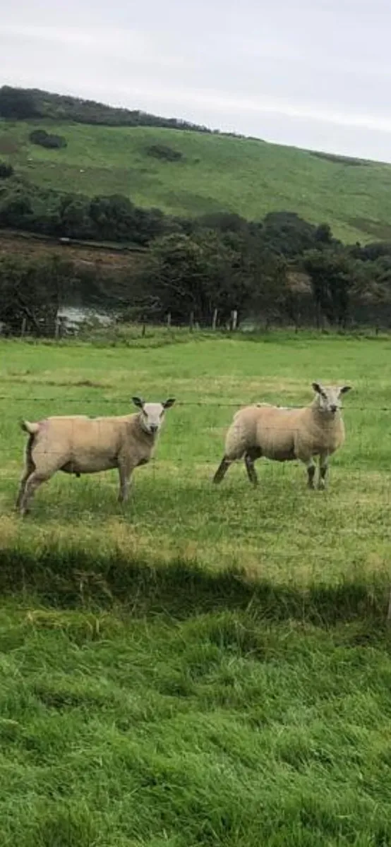 Charollais X ram lambs
