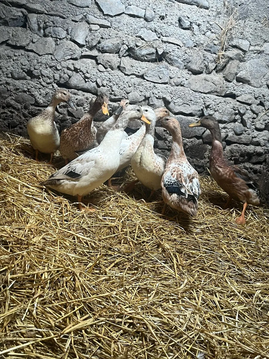 Welsh halriquin ducks and drakes - Image 2