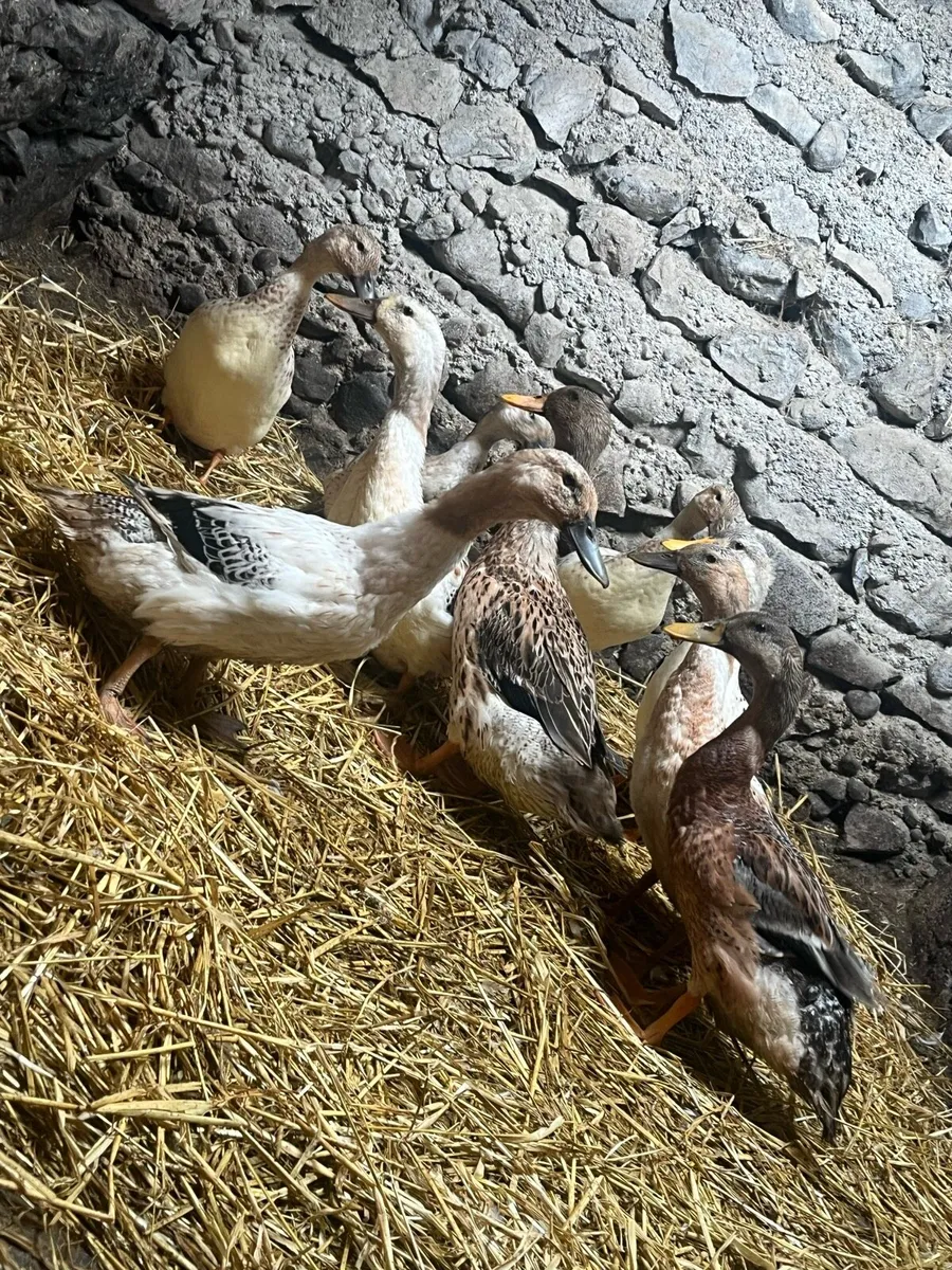 Welsh halriquin ducks and drakes - Image 3