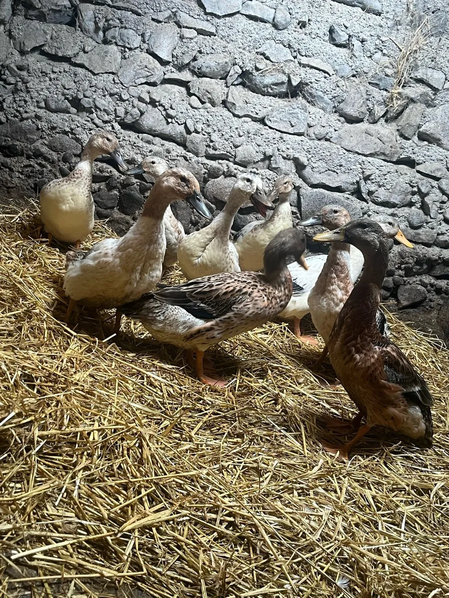 Welsh halriquin ducks and drakes - Image 4
