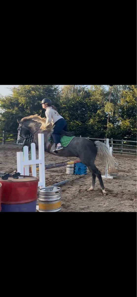 horses sport horses - Image 3