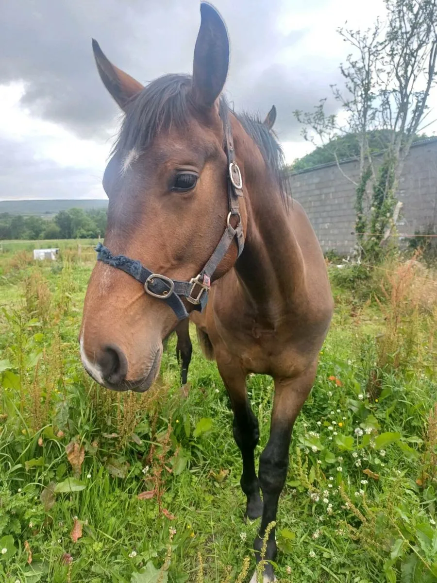 Creevagh Ferro Gelding - Image 1