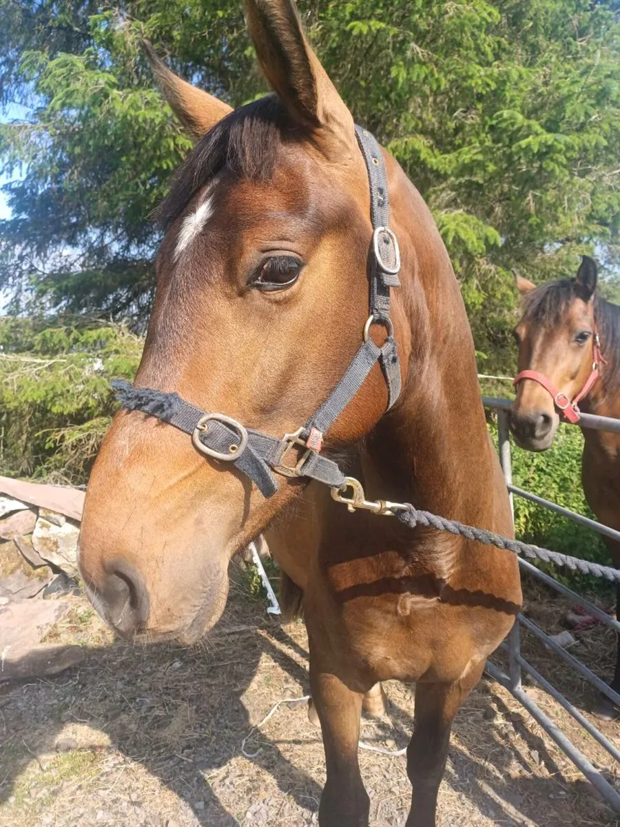 Creevagh Ferro Gelding - Image 2