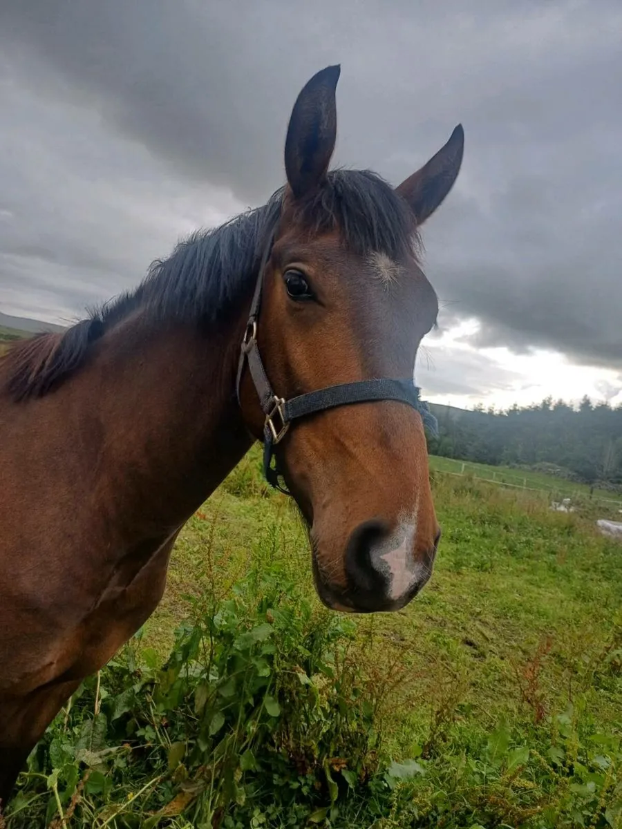 Creevagh Ferro Gelding - Image 3