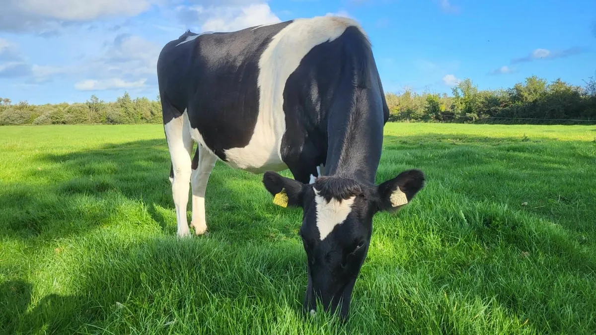 8 October Calving Heifers - Image 2