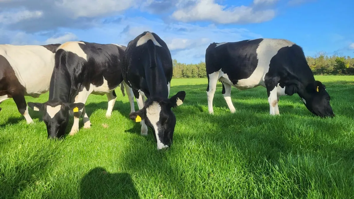 8 October Calving Heifers - Image 3