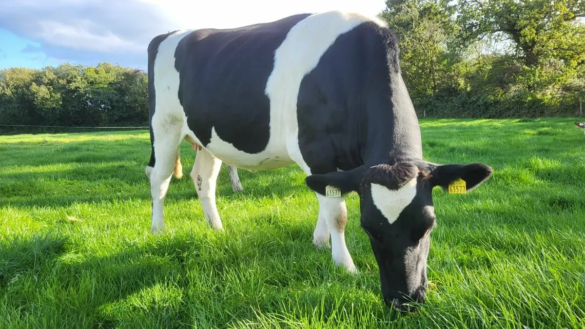 8 October Calving Heifers - Image 4