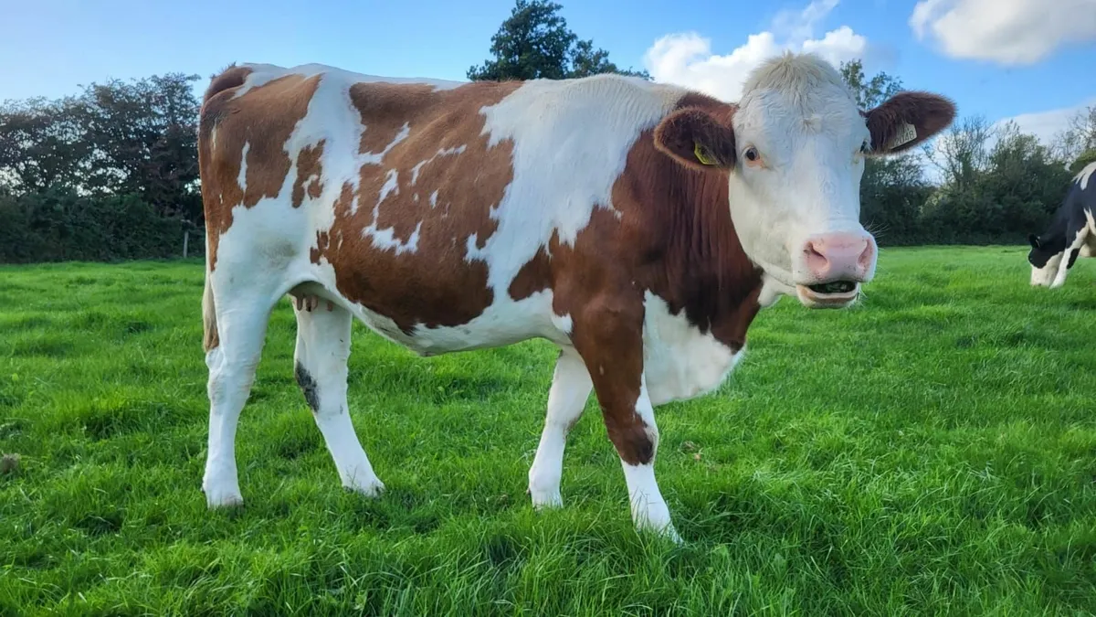 8 October Calving Heifers - Image 1