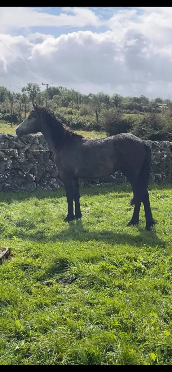 Connemara gelding - Image 2