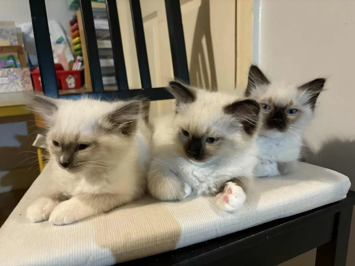 Ragdoll kittens - Image 1