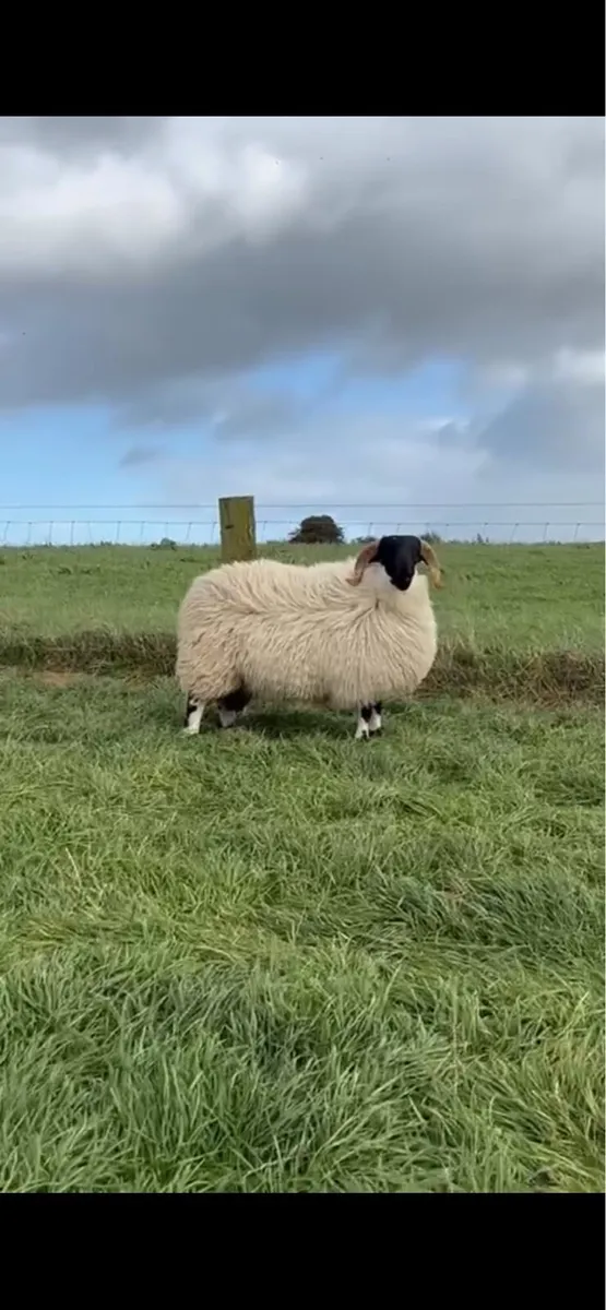 Scotch Blackface Ram Lambs & Shearling Rams - Image 1