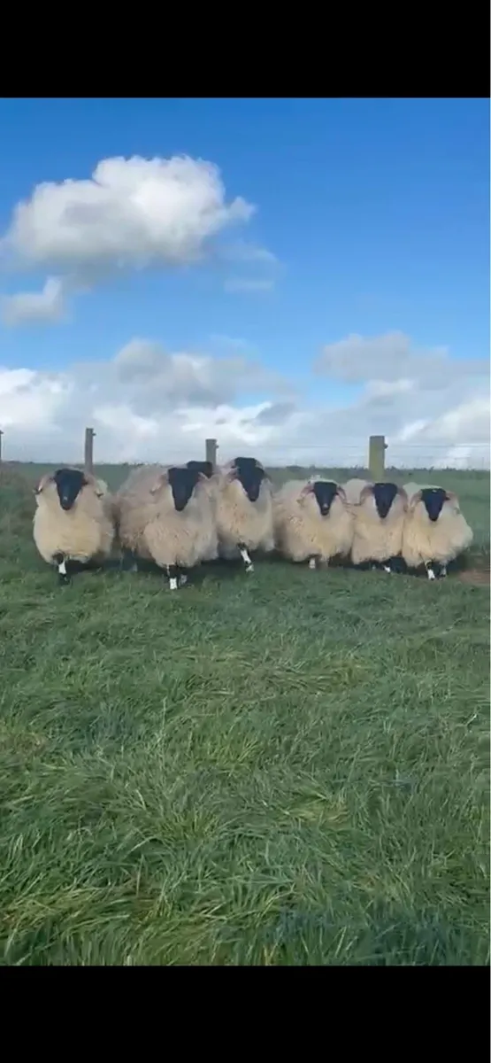 Scotch Blackface Ram Lambs & Shearling Rams - Image 3