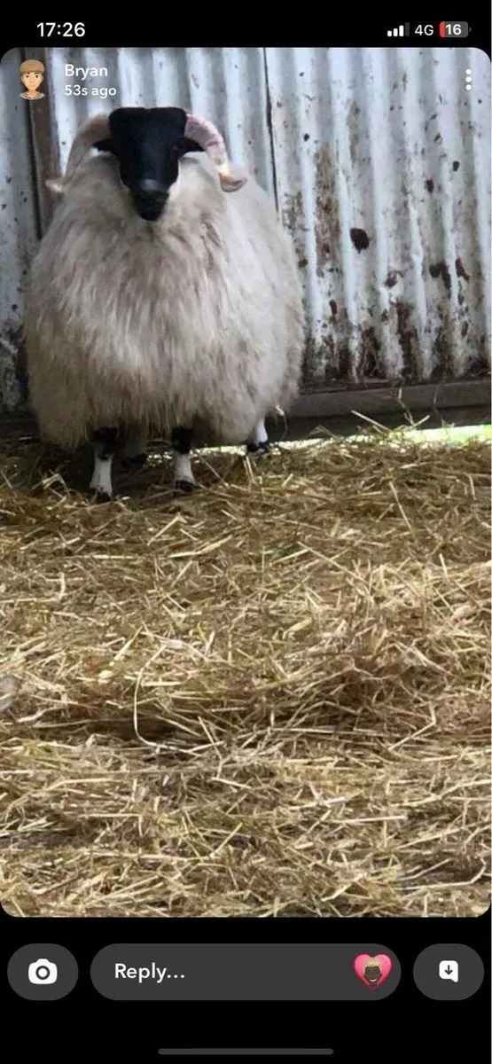 Scotch Blackface Ram Lambs & Shearling Rams - Image 2
