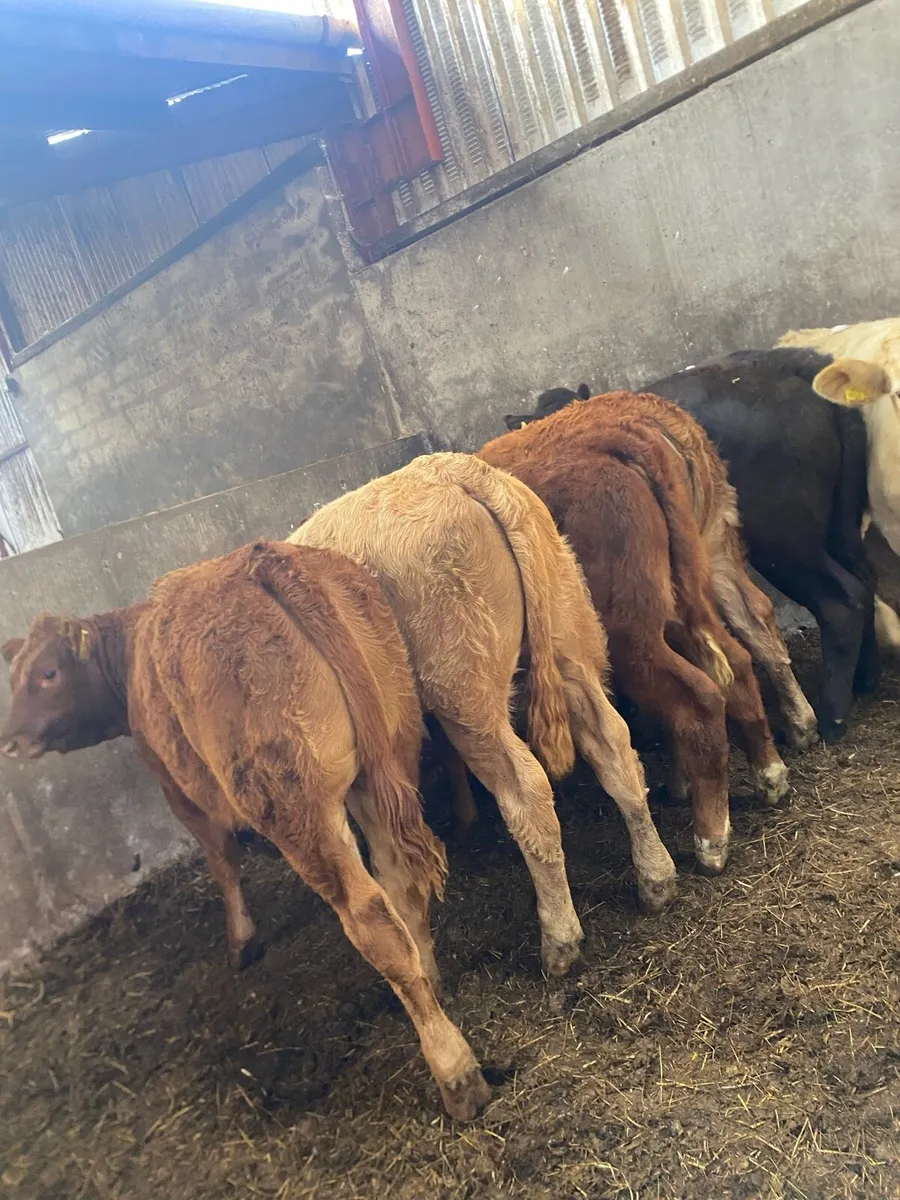 9 super suckler bred heifer weanlings - Image 1