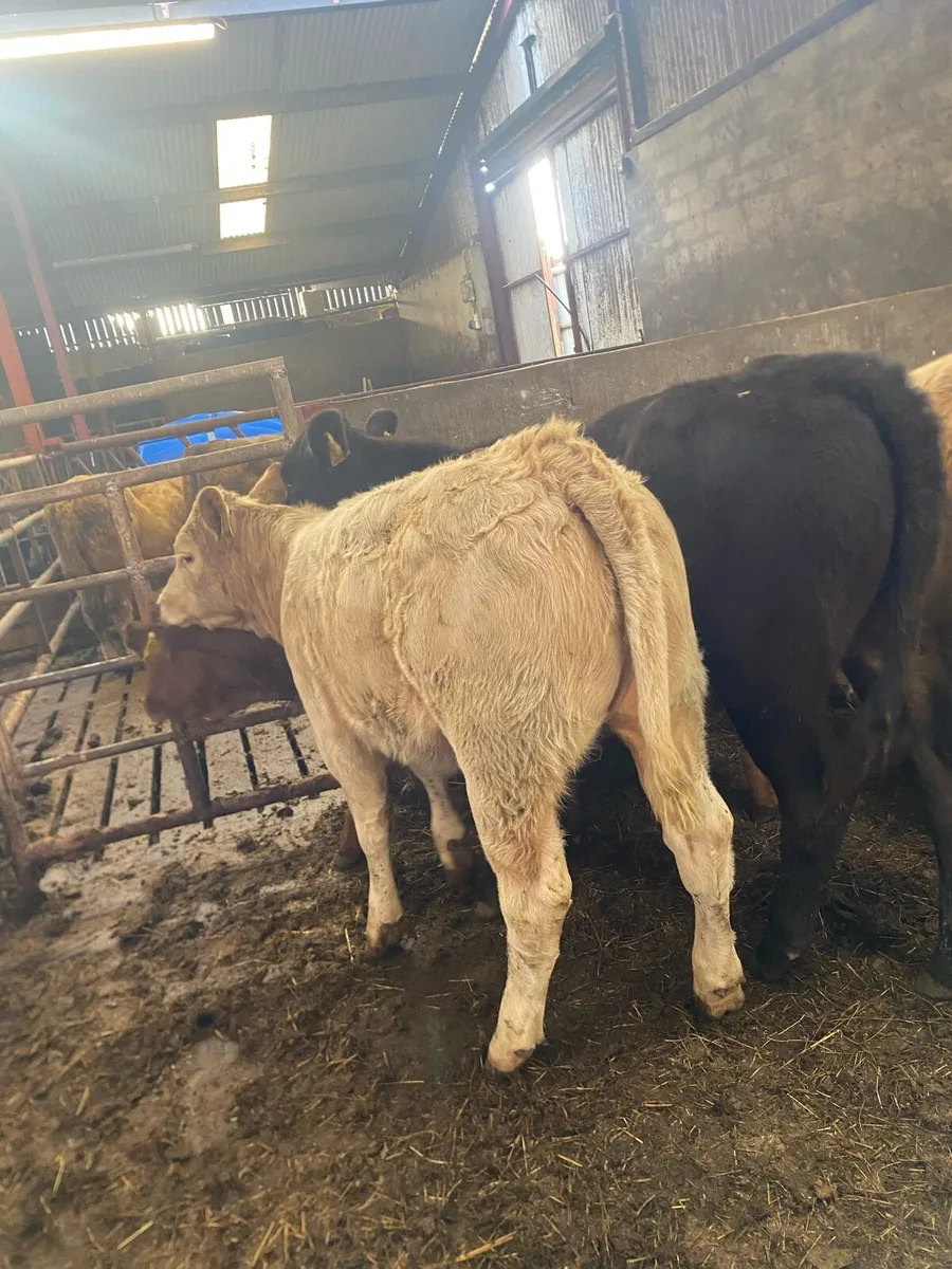 9 super suckler bred heifer weanlings - Image 2