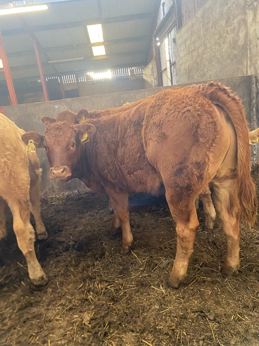9 super suckler bred heifer weanlings - Image 3
