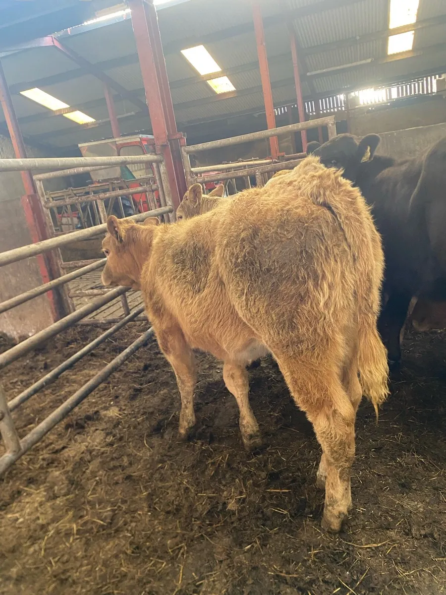 9 super suckler bred heifer weanlings - Image 4