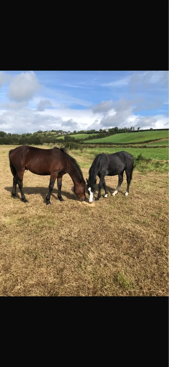 Connemara ponies - Image 1