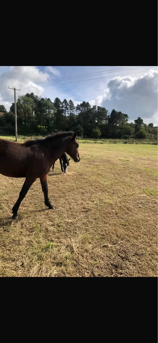 Connemara ponies - Image 2