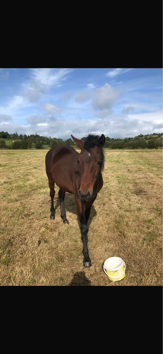 Connemara ponies - Image 3