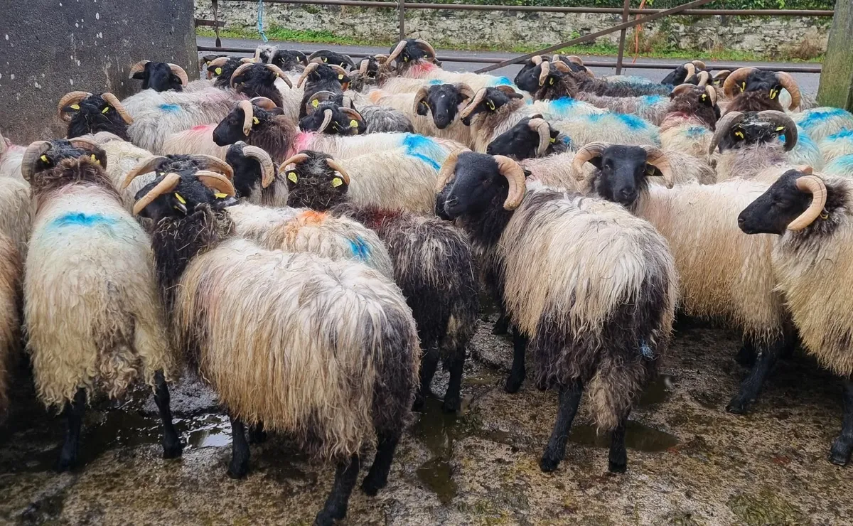 Store lambs