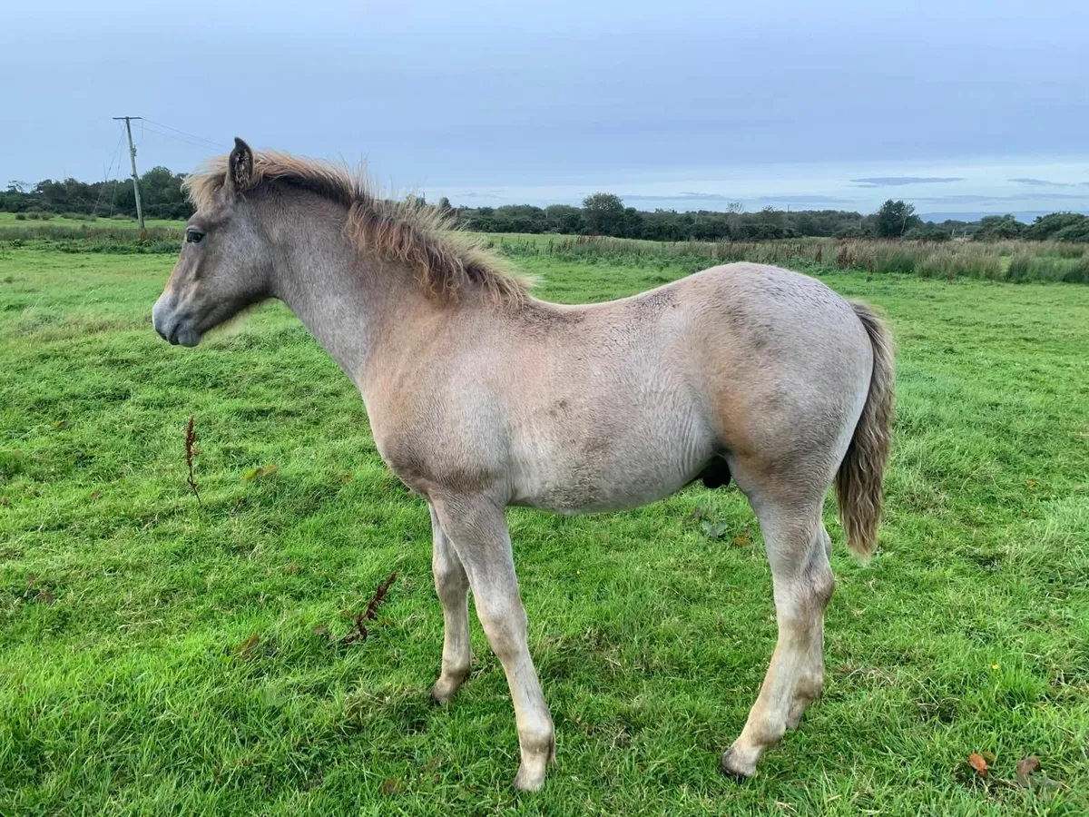 Horse - Image 3