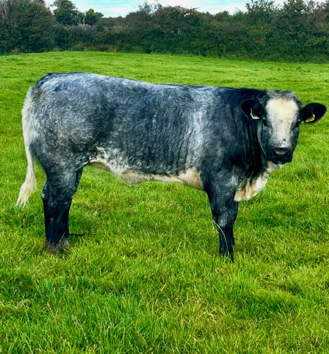 Top Quality Belgian Blue Heifers and Bulls - Image 2
