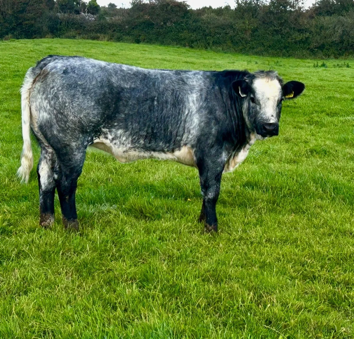 Top Quality Belgian Blue Heifers and Bulls - Image 4