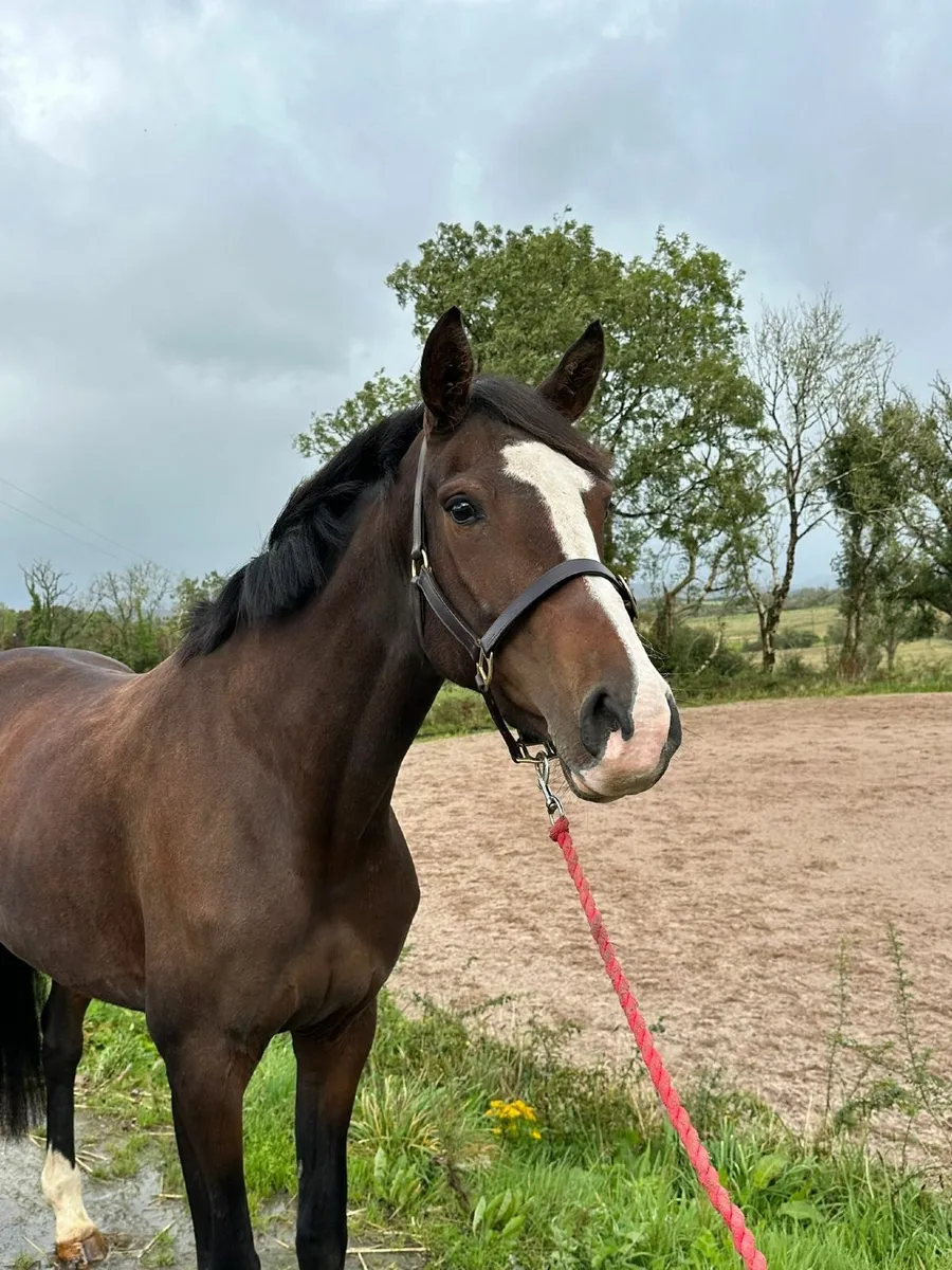 6yr ISH mare - Image 1