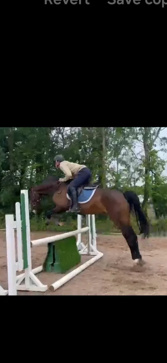 6yr ISH mare - Image 2