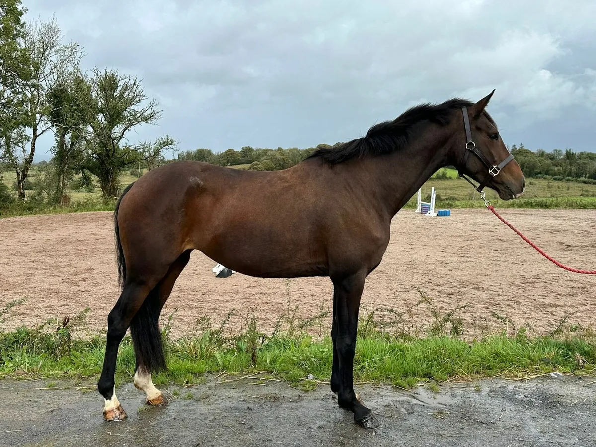 6yr ISH mare - Image 3