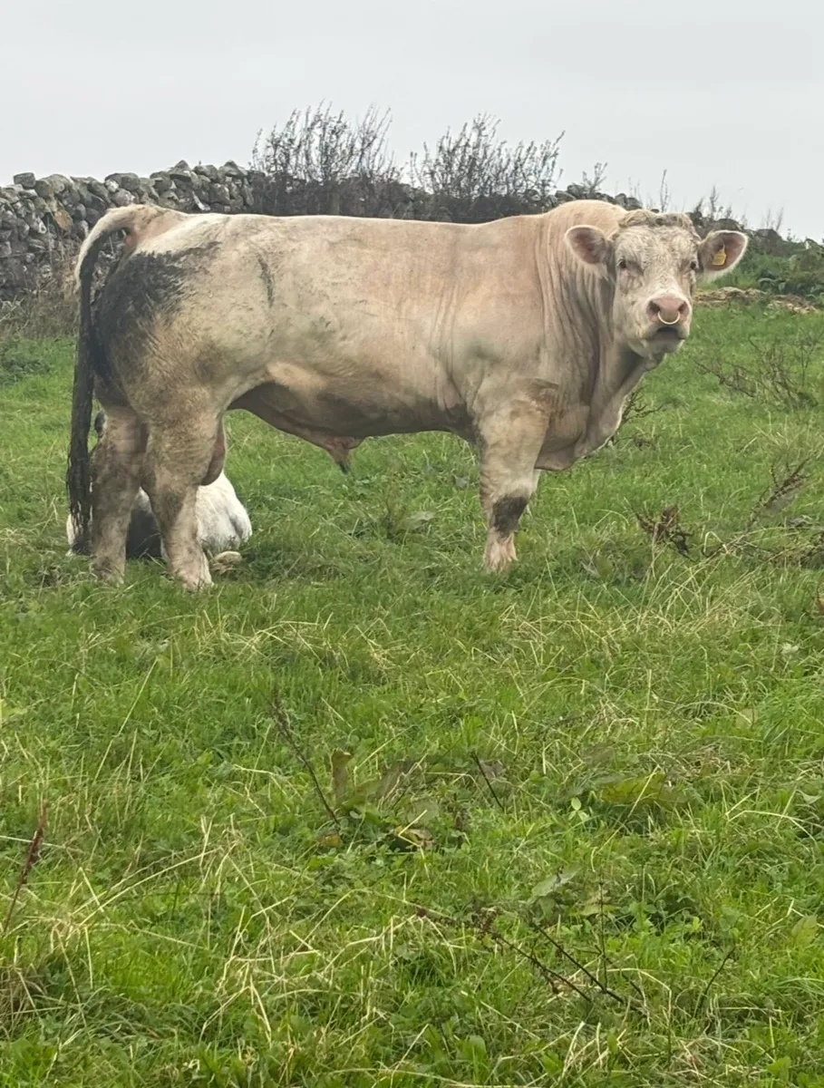 Charolais Bull - Image 1