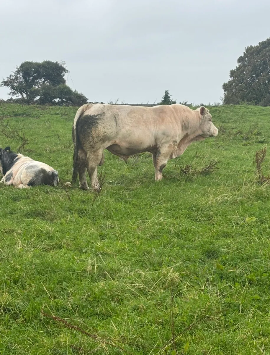 Charolais Bull - Image 3