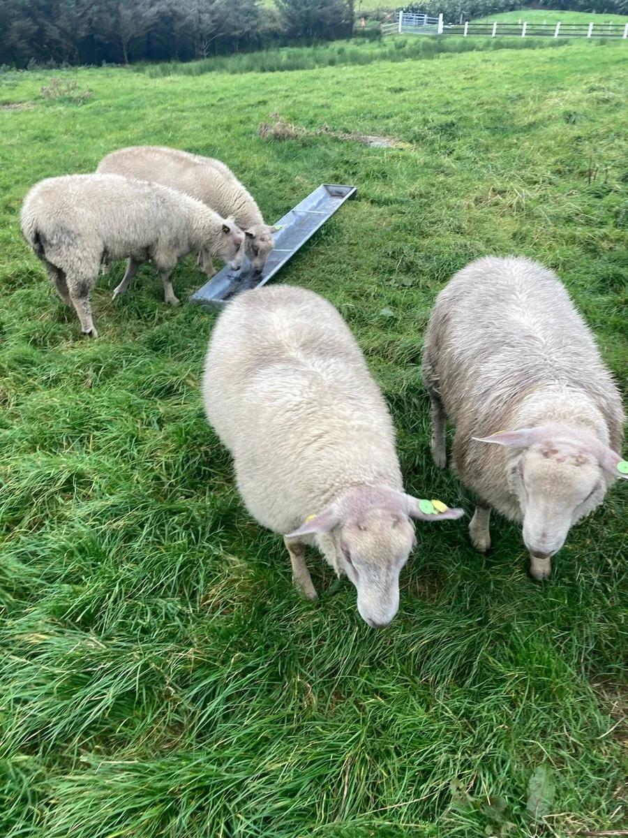 Ram lambs for sale- 4 & 5 star rams - Image 1