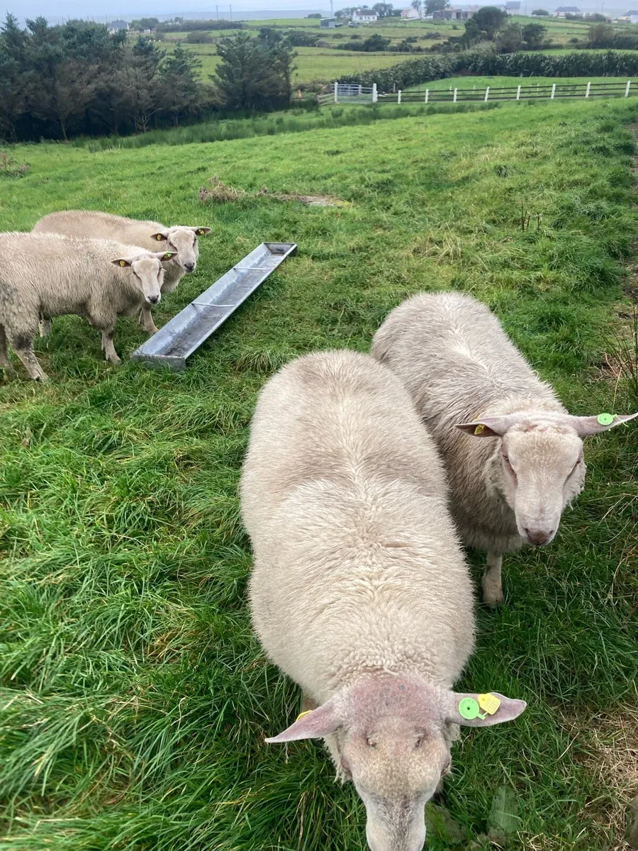 Ram lambs for sale- 4 & 5 star rams - Image 2
