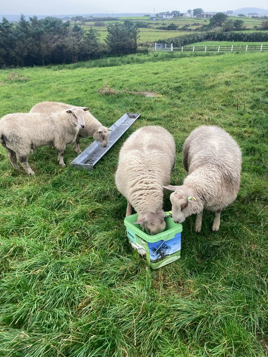 Ram lambs for sale- 4 & 5 star rams - Image 3