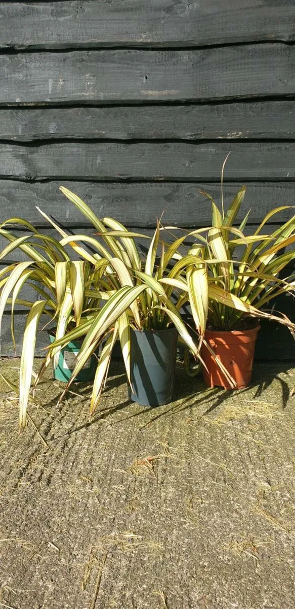 Phormiums - Image 2